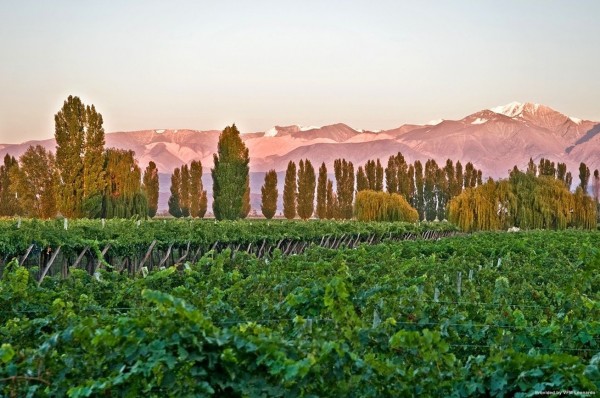 CAVAS WINE LODGE (Mendoza)