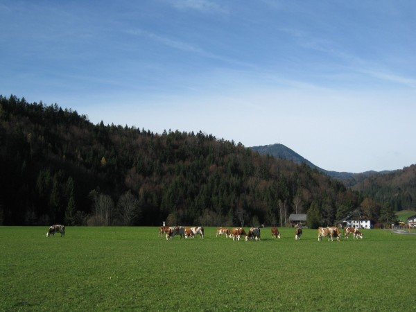 Bauernhof Hofbauer (Ebenau)